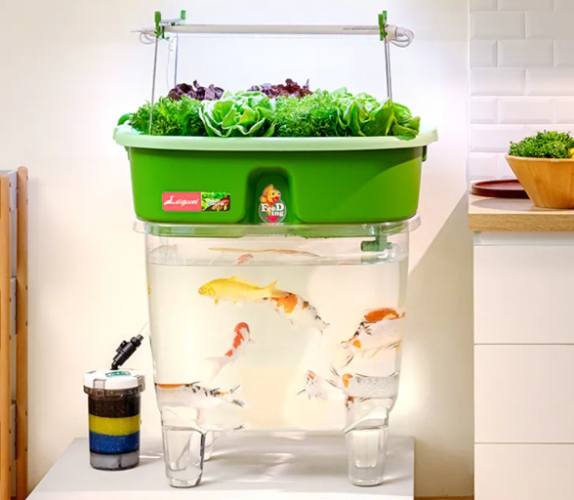 魚菜共生適合植物