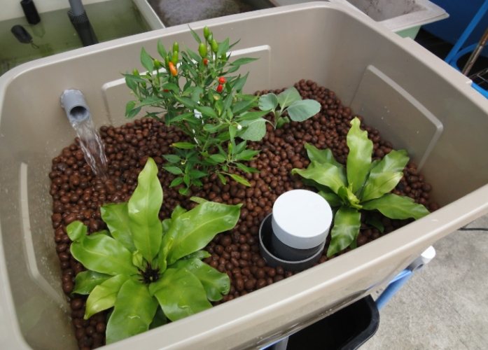 魚菜共生失敗原因