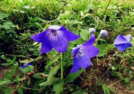 蓝色桔梗种植