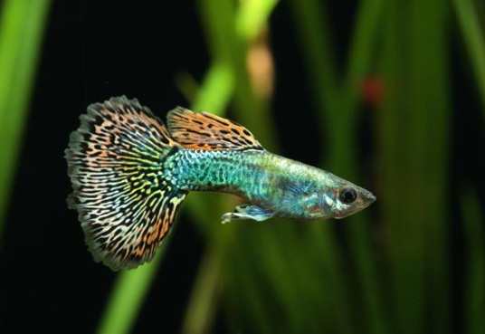 孔雀魚混養魚種