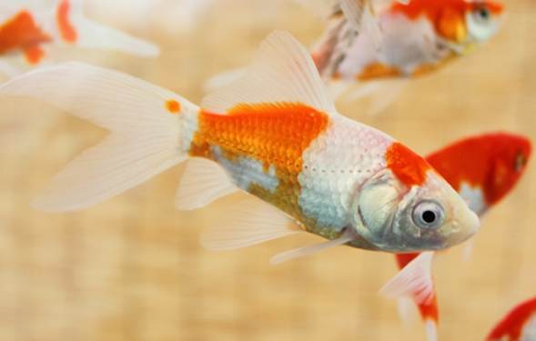 小型金魚飼養 小型金魚飼養