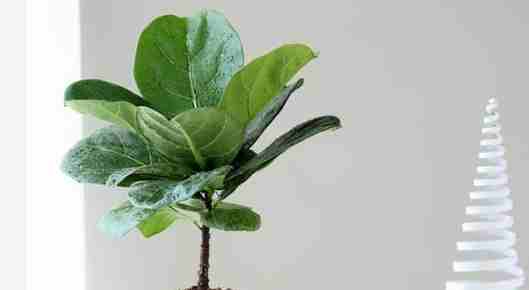 琴葉榕成長 琴葉榕成長