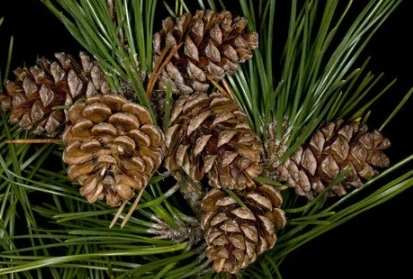 黑松果實功效 黑松果實功效