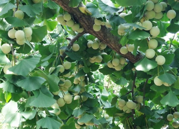 銀杏樹生長週期