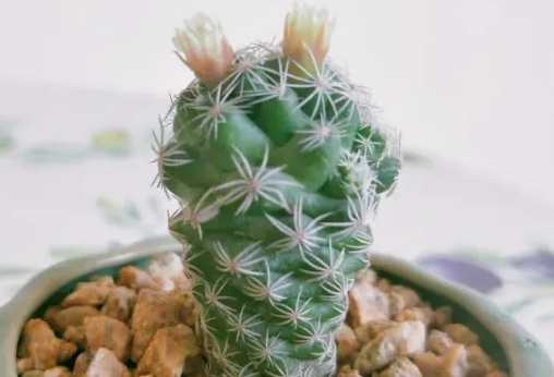 多肉植物開花 多肉植物開花