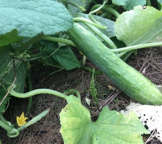 大胡瓜栽培 大胡瓜栽培