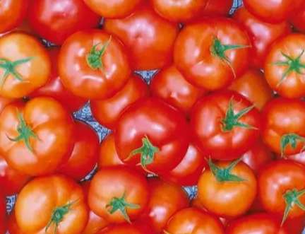 牛番茄栽培方法 牛番茄栽培方法