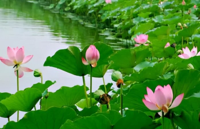 植物養護水質 植物養護水質