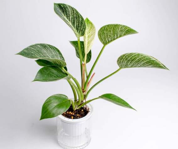 鉑金蔓綠絨照顧