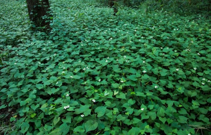 樹木下垂處理 樹木下垂處理