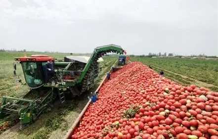 牛番茄成熟判斷 牛番茄成熟判斷