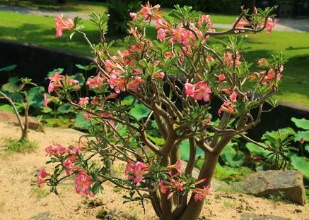 沙漠玫瑰叶子卷曲原因