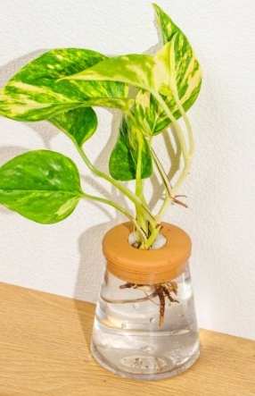 黃金葛水耕 黃金葛水耕