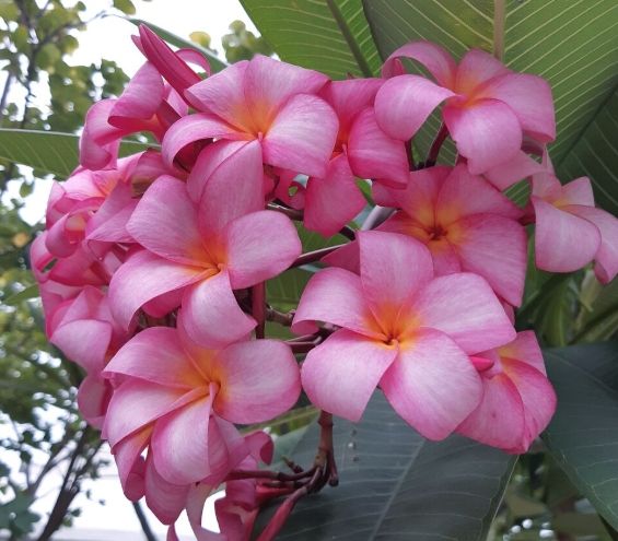 雞蛋花中毒處理