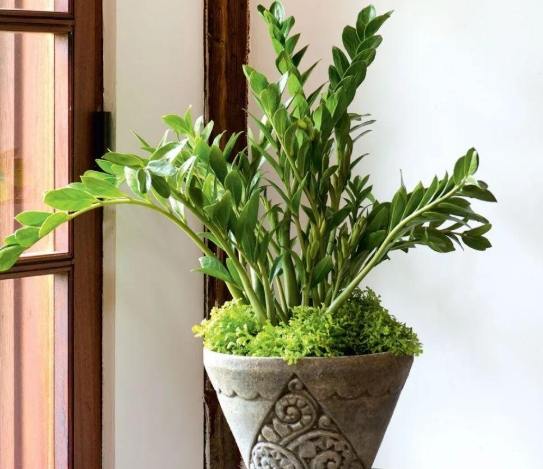 花盆土壤發霉處理