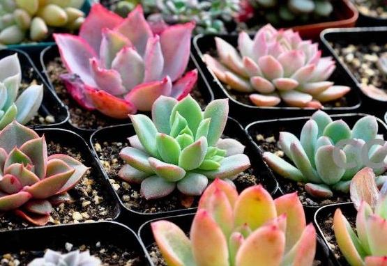 生根粉使用方法