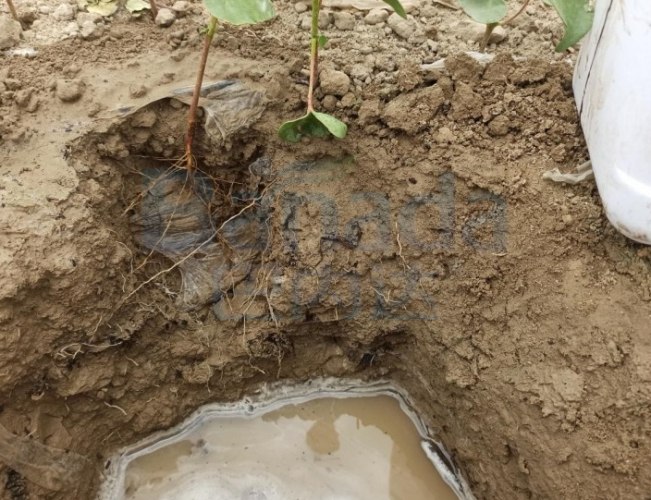 DIY生根水 DIY生根水