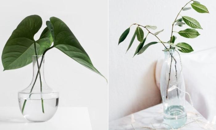 森樹枯黃原因 森樹枯黃原因