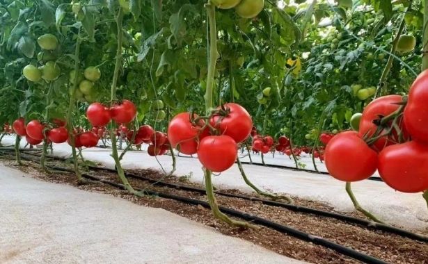 西红柿育苗最佳温度 西红柿育苗最佳温度