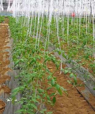 家庭小番茄種植