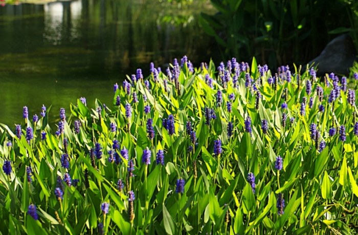 礦泉水澆花 礦泉水澆花