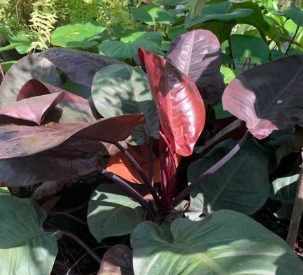 紅苞喜林芋繁殖 紅苞喜林芋繁殖