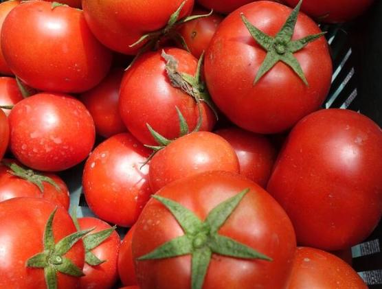 牛番茄採收時間 牛番茄採收時間