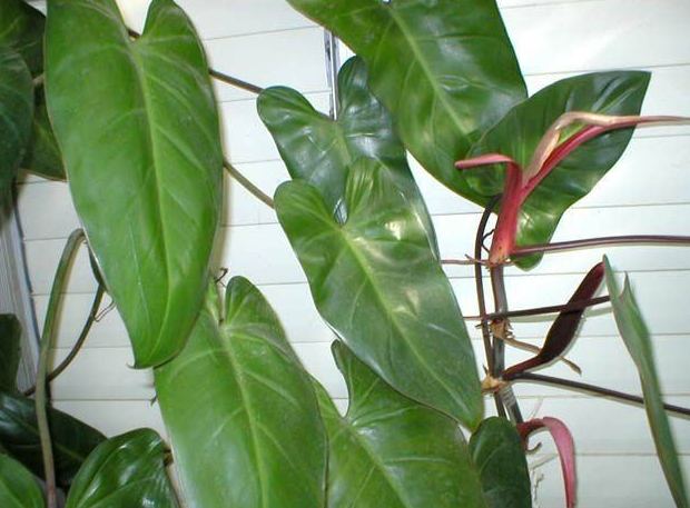 紅苞喜林芋種植 紅苞喜林芋種植