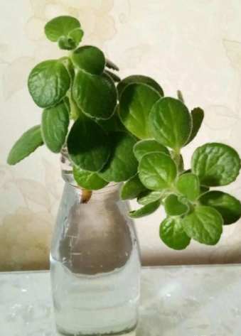 水培樹枝常見問題