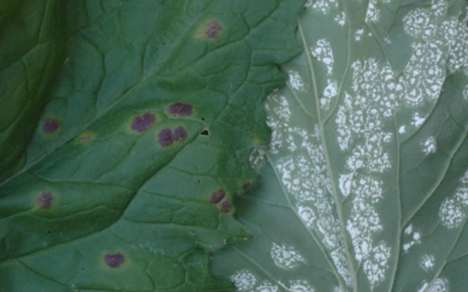 傳染病症狀 傳染病症狀