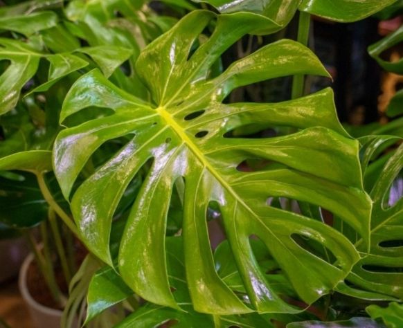 龜背芋病害處理 龜背芋病害處理