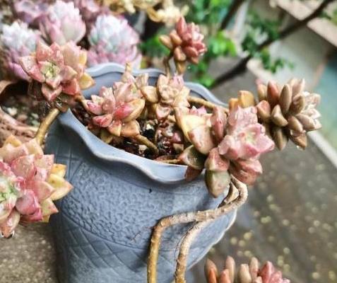 多肉植物照顧 多肉植物照顧