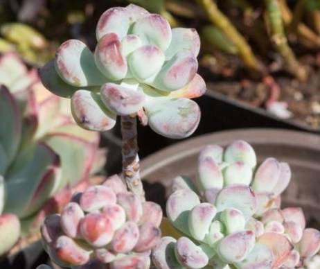 多肉生長週期 多肉生長週期