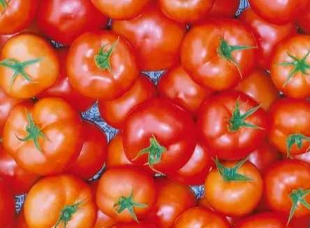 牛番茄採收時間 牛番茄採收時間