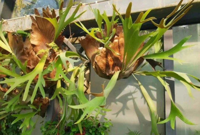 鹿角蕨分株方法