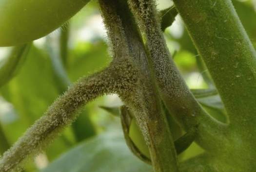 有機番茄蟲害控制