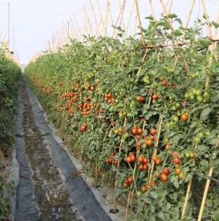 牛番茄栽培方法 牛番茄栽培方法