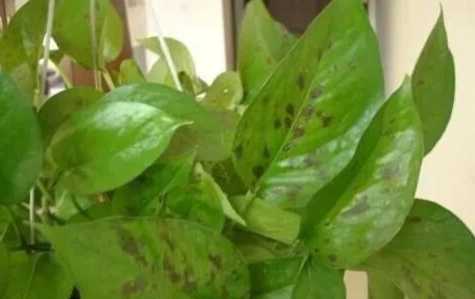 黃金葛黑斑病 黃金葛黑斑病