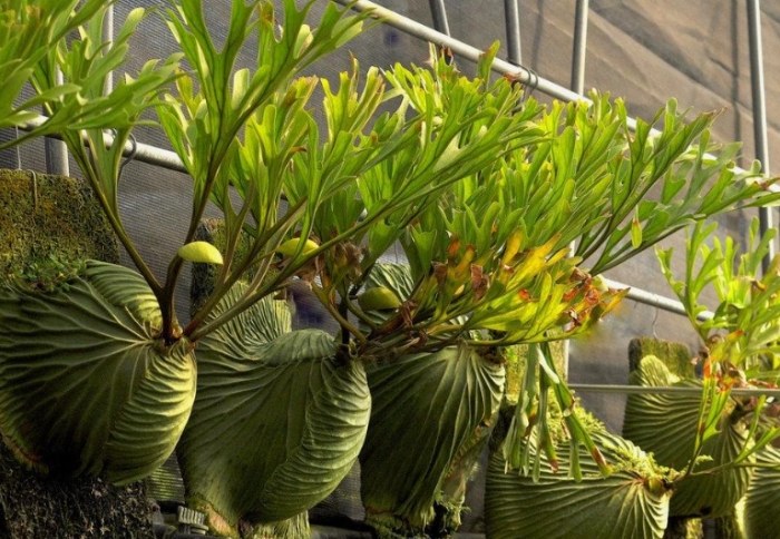 鹿角蕨養護技巧 鹿角蕨養護技巧