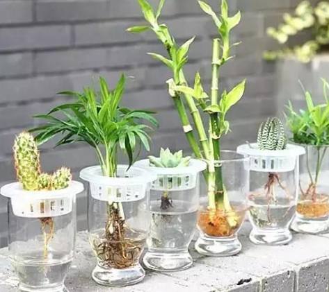 水培花卉技巧 水培花卉技巧