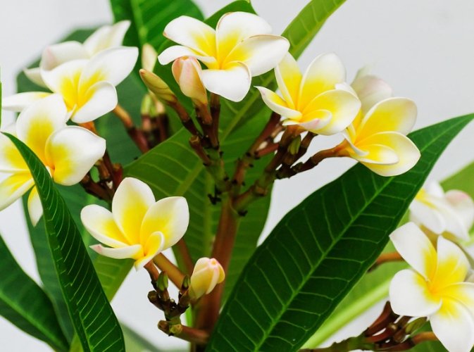 雞蛋花種植方法 雞蛋花種植方法