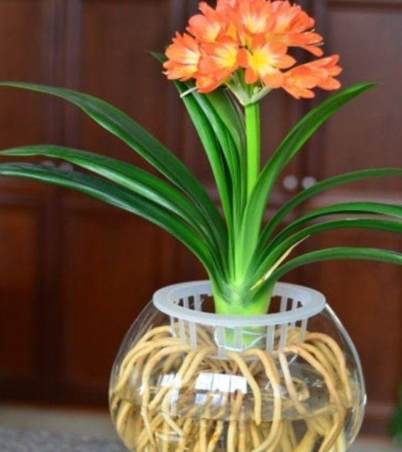 水培花卉技巧 水培花卉技巧