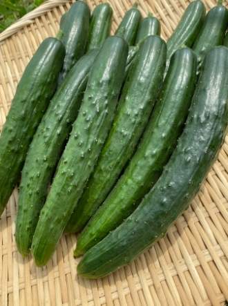 胡瓜種植時間 胡瓜種植時間