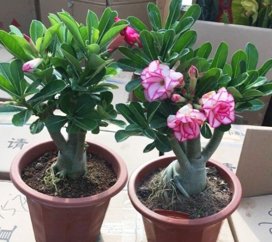 沙漠玫瑰落葉原因 沙漠玫瑰落葉原因