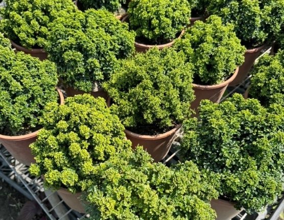 達摩七里香 種植 達摩七里香 種植