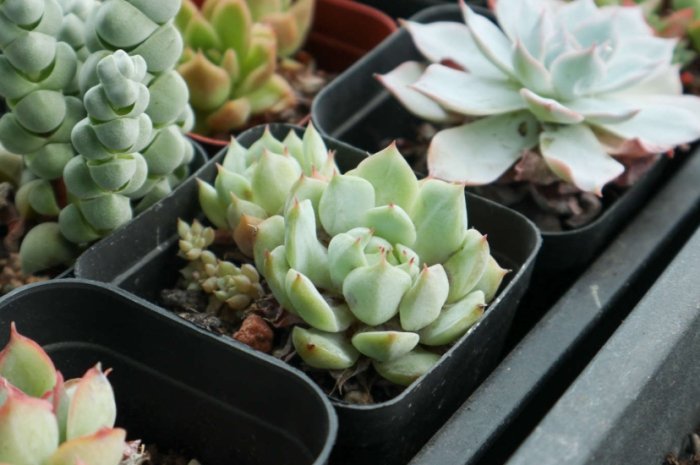 多肉植物葉片軟化 多肉植物葉片軟化