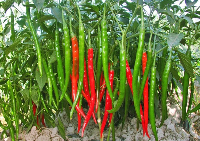 辣椒浇水频率