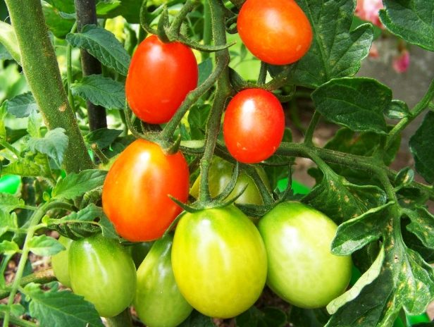 番茄修剪技巧 番茄修剪技巧