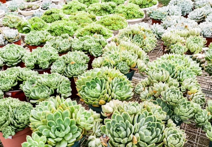 多肉澆水注意事項 多肉澆水注意事項