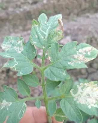 有機番茄蟲害控制